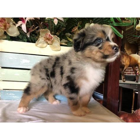 Registered full blooded australian shepherd puppies i have 2 mothers 1. 8 very pretty AKC Australian Shepherd puppies available in ...