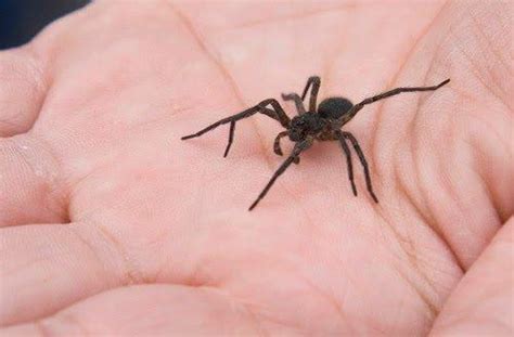 How venemous is a black spider with white dots quora. Insekten und Spinnen (Seite 325) - Allmystery