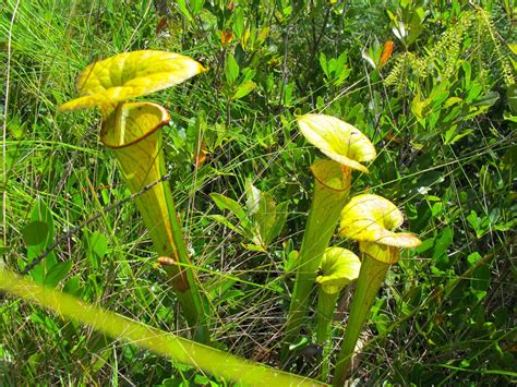Hours may change under current circumstances Trip to CP sites at Croatan National Forest(Pic heavy) : Photos of Other Carnivorous Plants