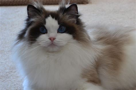 We did not find results for: ragdolls, ragdoll, essex, ontario, cats, kittens ...