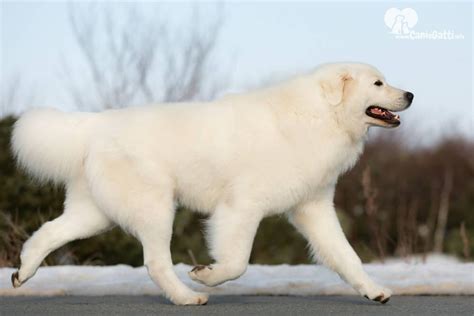 Selezione del cane pastore abruzzese reg. Cane da pastore maremmano abruzzese | Caratteristiche del PMA