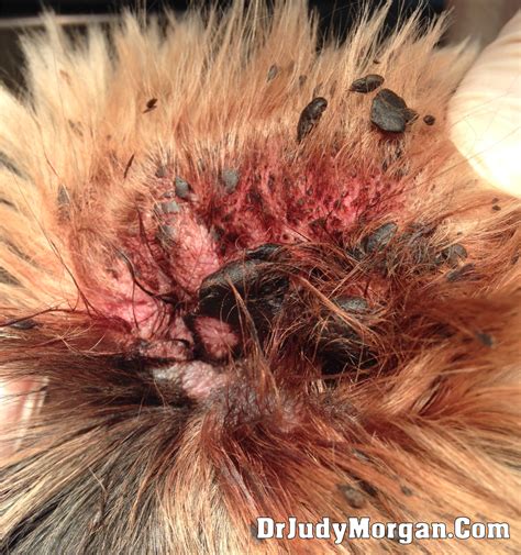 A yeast infection is a common type of fungal infection. Dr. Judy Morgan-Natural Pet Care: How to Treat and Cure ...