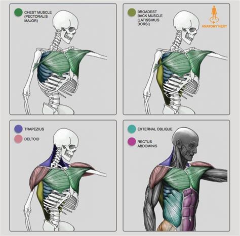 Anatomy art is a creative, often imaginative, as well as educational. Torso Anatomy For Artists / Female Torso Muscles Anatomy ...
