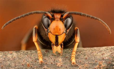 Toch hoef je van deze grote wesp weinig te vrezen: De Aziatische hoornaar | Natuurpunt