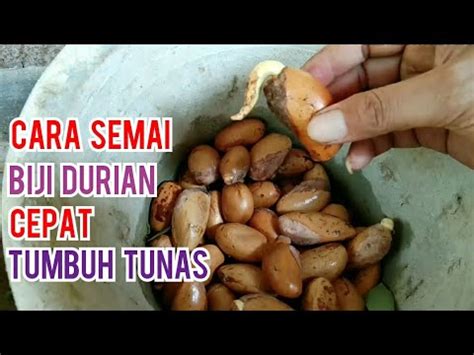 1.siapkan media polybag atau media pot pelastik. Cara semai biji durian cepat bertunas, untuk bibit durian ...