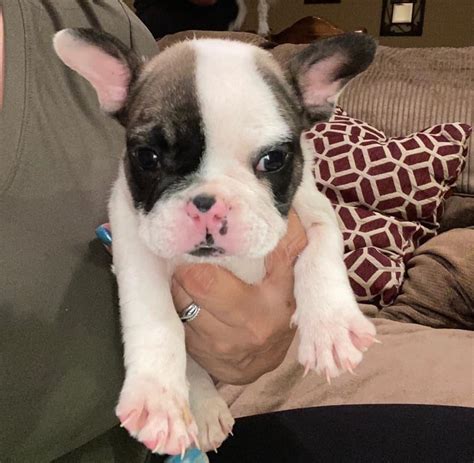 I have 10 beautiful puppies for sale 7 boys and 3 girl, born the 19th october 2020. Cheap French Bulldog puppies under $500... - Puppies for ...