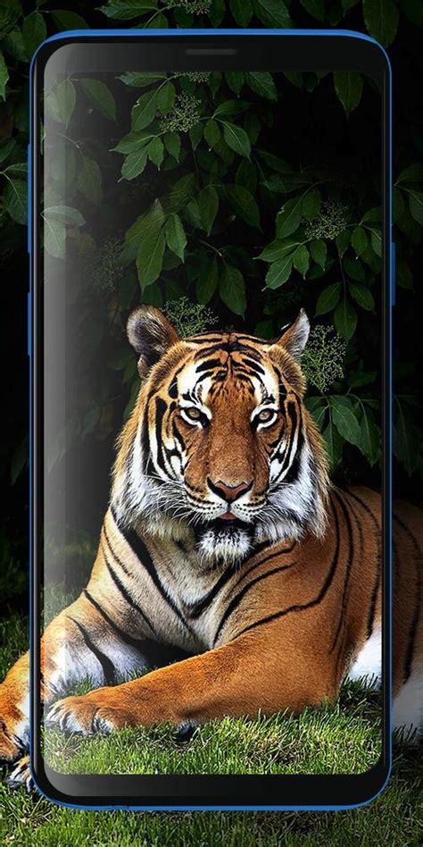 Gratis pengiriman one piece wallpaper dari royal singa kucing liar. Terbaru 12+ Gambar Harimau Wallpaper Keren 3d - Arka Gambar