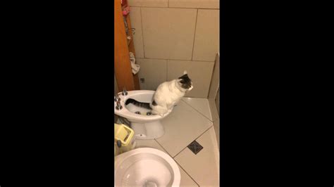 To win back her love and respect, he heads out on a journey to fight against the backward society. Cat using toilet (bidet) - YouTube