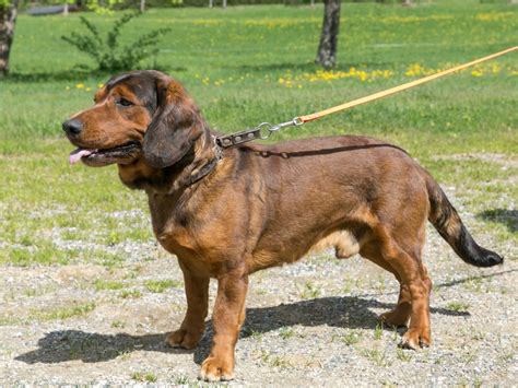 The domesday book of dwarf tyrolean hound, tyrolean dachsbracke, tyrolean basset. Jagdhunde Tirol • Tirol Archive • Klub Dachsbracke