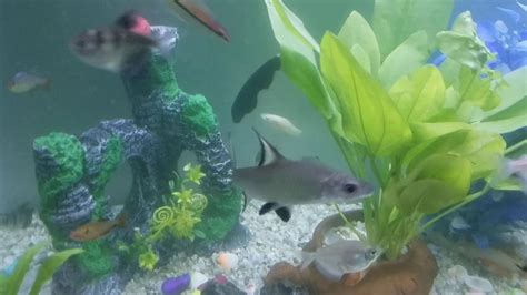 Unlike some other species, these fish tend to be very resistant to transitioning over to flake or pellet foods. BLACK GHOST Knife fish - YouTube