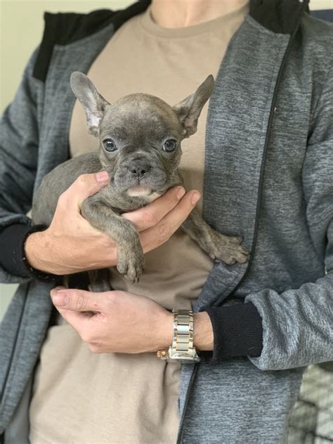 While the teacup french bulldog may seem ideal for those looking for a miniature bulldog, royal frenchel micro minis tend to be better suited in every regard: BLUE & MERLE MICRO PUPS!!!! | French Bulldog for Sale ...