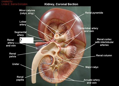 Especially for patients at risk of acute kidney injury (aki). Quiz- Urinary / Renal at Portland Community College ...