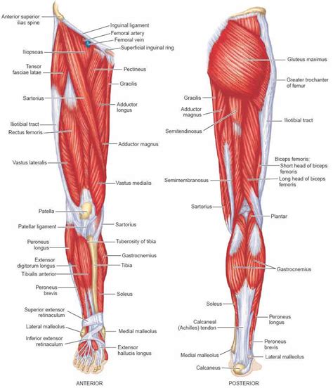 Other muscles are small and cover much less space. Calf Muscles - Pathology, Strain, Diagnosis, Treatment ...