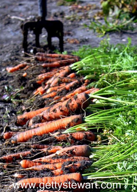 Kudos for thinking of it. How to Harvest and Store Garden Carrots - Getty Stewart