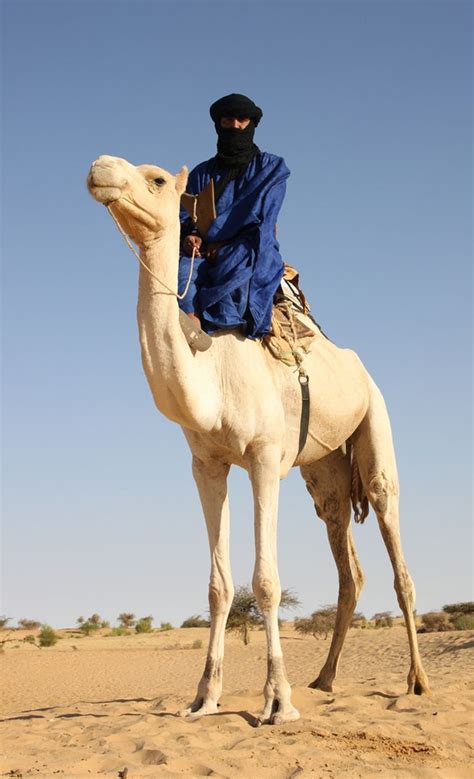 The camels are wearing collars equipped with special receivers, and their locations are recorded by satellite every 24 hours. Pin on Blue Men of the Sahara