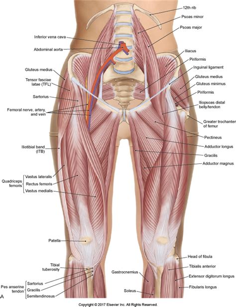 Learn and reinforce your understanding of muscles of the hip through video. Decreased Hip Range of Motion and Groin Pain in Athletes