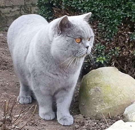 De britse korthaar heeft een veerkrachtige, dik ingeplante vacht, die stevig aanvoelt. Brits Korthaar dekkater in Swalmen - 1990 | katgezocht.com