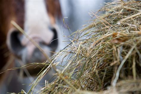 Wenn sich die herbstzeitlose im heu oder in der silage befindet, wird sie von allen tieren aufgenommen, da sie schlecht aussortiert werden kann. Jakobskreuzkraut im Heu » So erkennen Sie es