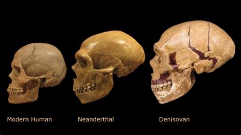 Difference between humans and neanderthals | humans vs neanderthal comparison in this video we will talk about the. Denisovan DNA Discovered in a Tibetan Cave May Be Only ...