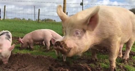 Vous trouverez tous vos fantasmes! Une maman cochon et ses porcelets ont été sauvés de l'abattoir et depuis, ils gambadent ...