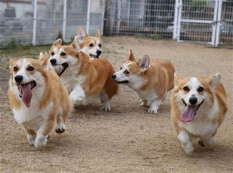 We are a small hobby ken… Purebred Corgi Puppies Price