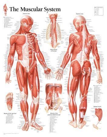 The charsi of medical literature. Muscular System Male Educational Chart Poster Poster at ...