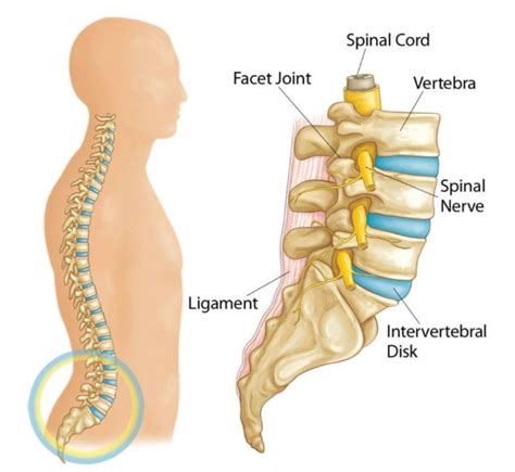 Biasanya hal ini terjadi pada orang yang begadang untuk megerjakan tugas tambahan atau lembur hingga terasa nyeri pada bagian leher hingga ke punggung. Apakah Punca & Cara Untuk Merawat Slipped Disc Pada Tulang ...