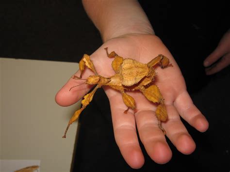 The spiny leaf stick insect is generally a tan colour across their whole body. Spiny Leaf Insects | Ms Tammy's Class