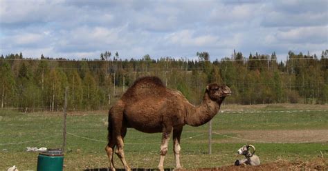 It is the tallest of the three species of camel; Kamel och dromedar i julspel - NWT