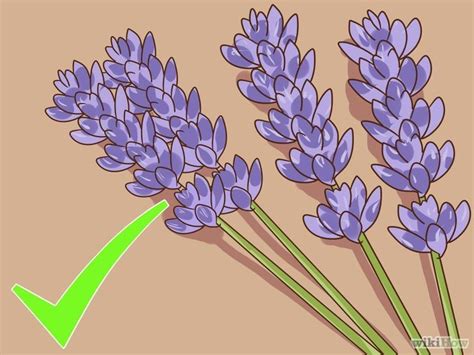 Welche sorte lavendel ist die richtige für mich? Lavendel schneiden und ernten | Garten lavendel, Lavendel ...