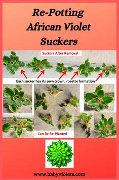 The christmas cactus is a beautiful houseplant, and you can propagate christmas cactus plants from a healthy parent cacti and succulents zygocactus flowers bloom beautiful flowers african violets plants beautiful flower. African Violet Suckers: What Are They and Removal | Cactus ...