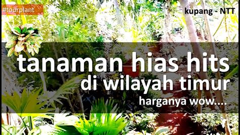 Menanam tanaman pada halaman rumah akan memberi banyak sekali manfaat yang akan didapat, entah bagi pemilik rumah maupun lingkungan sekitar. TANAMAN HIAS HITS DAN HARGANYA YG WOW....DI WILAYAH TIMUR ...