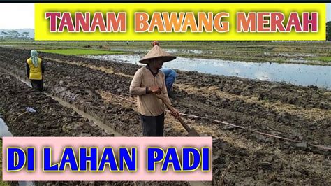 Sjkt ladang tanah merah, tangkak. BAWANG MERAH UNTUK PEMULA | TANAM DI LAHAN PADI - YouTube