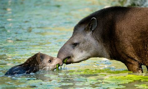 Though they are tough, resilient animals who have survived for many millennia. Gallery: Meet the tapir, South America's cutest ...