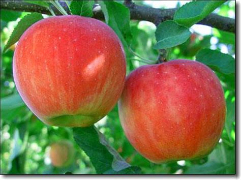 Growing fruit trees in the northwest Breeding Program - Apple | WSU Tree Fruit | Washington ...