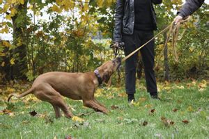 In diesem video geht es um das thema hundeerziehung, bzw. Leine für Hunde | Hundeschule Alex Angrick