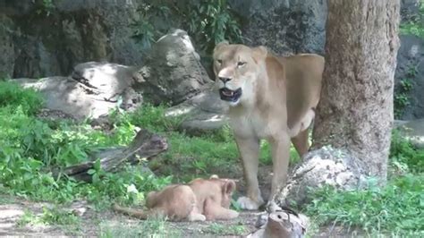 在動物園散步才是正經事 (joi dung mat yun saan bou choi si jing ging si). とべ動物園のライオンの赤ちゃんに癒されてください - YouTube