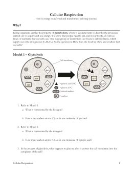 Chapter 7 section 4 cellular transport worksheet answers new from cellular respiration overview worksheet chapter 7 answer key , source:ajihle.org. studylib.net - Essys, homework help, flashcards, research ...