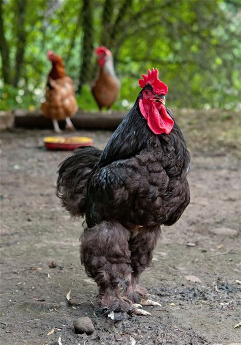 Tattooed brunette with a massive butt, elisa sanches likes to get stuffed with a big, black cock. Funny Names for Your Pet Chickens - Pet Ponder