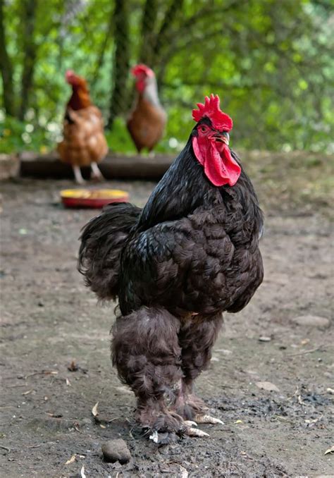 Watchingmymomgoblack lauren phillips spencer bradley. Funny Names for Your Pet Chickens - Pet Ponder