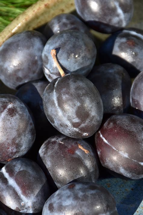 Stanley plums are what we eat, make jams, jelly and oh yes our famous morse wine from. Stanley Plum (Prunus 'Stanley') in Bay City, Michigan (MI ...