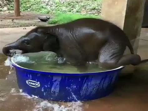 A line of ropes separate the public from the elephants, but the babies pay it no mind and will walk right up to say hello, nuzzling anyone who sticks out a welcoming hand. Baby Elephant Taking A Bath