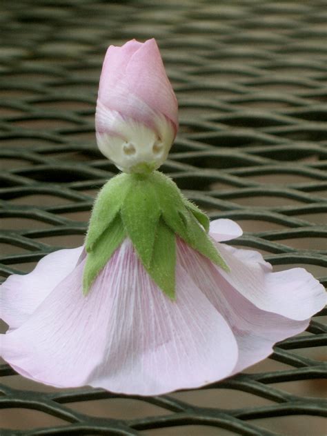 The several varieties include annual, biennial, and perennial forms, and the showy flowers are commonly white, pink, red, or yellow. Funoldhag: Hollyhock Dolls