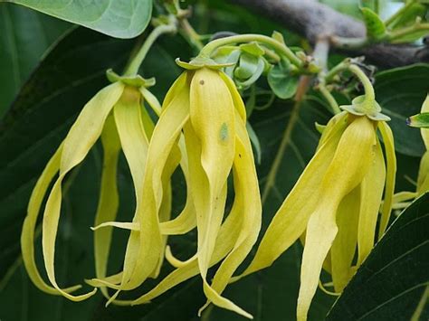 Bunga kenanga sudah lama digunakan sebagai bahan baku pembuatan parfum. Manfaat Bunga Kenanga Atasi Berbagai Penyakit