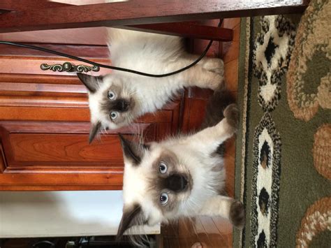 • we specialize in happy, healthy, playful himalayan and persian kittens for sale, raised without cages. Himalayan Cats For Sale | Binghamton, NY #93782 | Petzlover