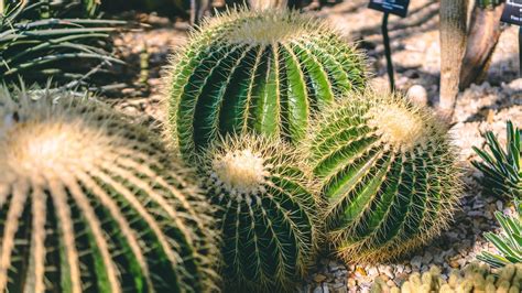 A 4 p.m.) recuerda que además de. ¿Cuáles son los cuidados de los cactus? | Cuidado de ...