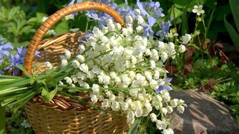 Je t'envoie un gros colis de soleil et de muguet, bisous, eve. belles images de muguets