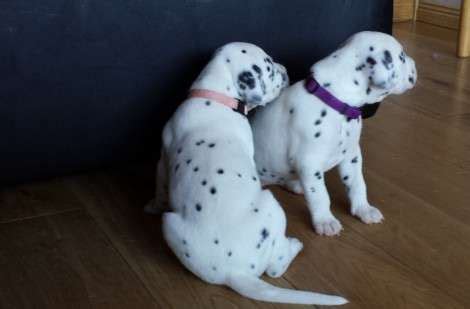 Carson is a super cute havanese puppy searching for his forever home! 7 Adorable Dalmatian Puppies FOR SALE ADOPTION in ...