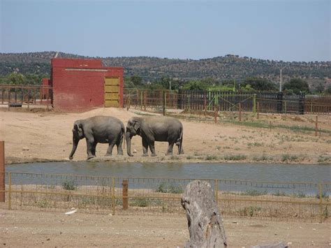 Safari madrid ofrece la opción de observar animales salvajes en libertad sin bajar del coche. Safari de Madrid en Madrid - Parque natural en España