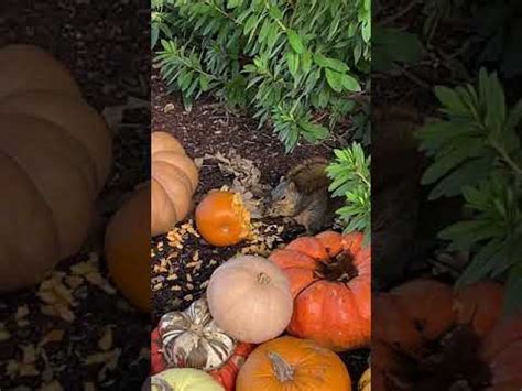 Contradictory to this person above me, i have a problem with squirrels destroying my jack o lanterns before halloween.i think they do but not as a main part fo their diet. Squirrel eating pumpkin 🎃 - YouTube